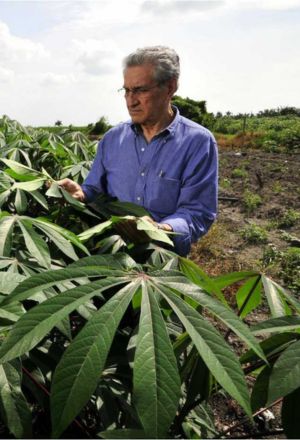 Anthony looking at cassava in a field