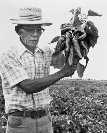 Roy holding up chile crop